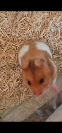 Image 2 of Young hamster for sale (hamster only)