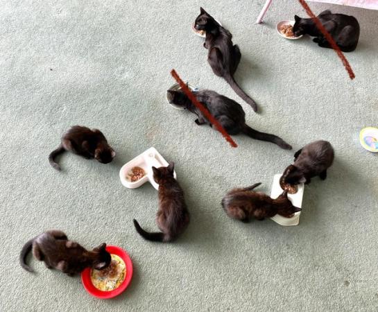 Image 2 of Black kittens 14 weeks old