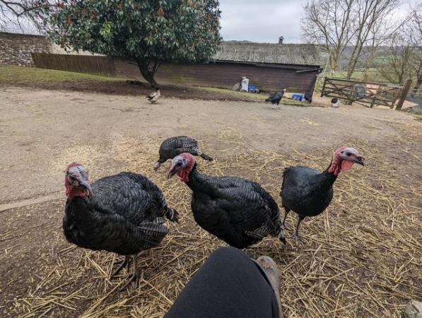 Image 1 of SOLD 3 x free range 7 month old stag turkeys available