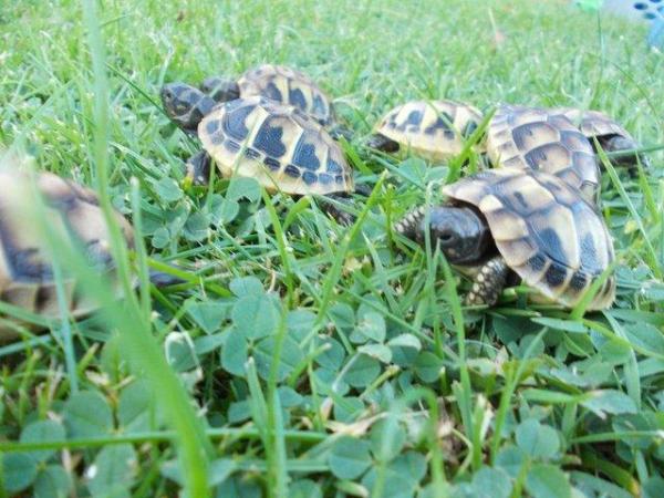 Image 3 of Hermann's tortoises T hermanni 1yr old.