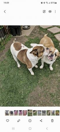 Image 3 of 2 x English bulldogs looking for new home