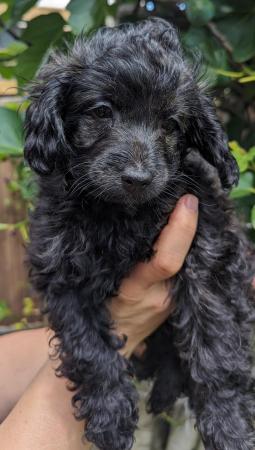 Image 7 of Last cockapoo girl looking for her  forever homes