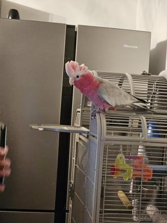 Image 2 of Galah Parrot cockatoo 13 months old including Cage