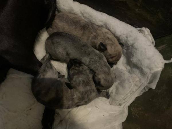 Image 2 of Beautiful litter of whippet puppies