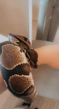 Image 3 of Six year old male ball python