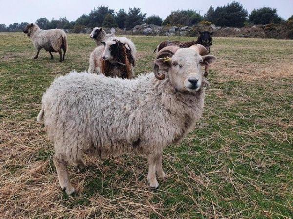 Image 1 of White pedigree Shetland ram