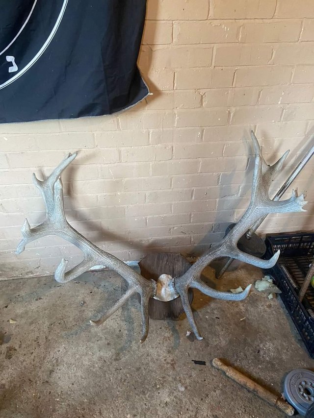 Preview of the first image of Antlers large red deer antlers big heavy set.