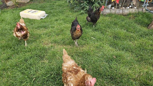 Image 4 of Hens x4 great layers very sweet and loving