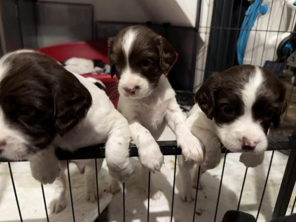 Image 24 of READY NOW Fabulous English springer puppies