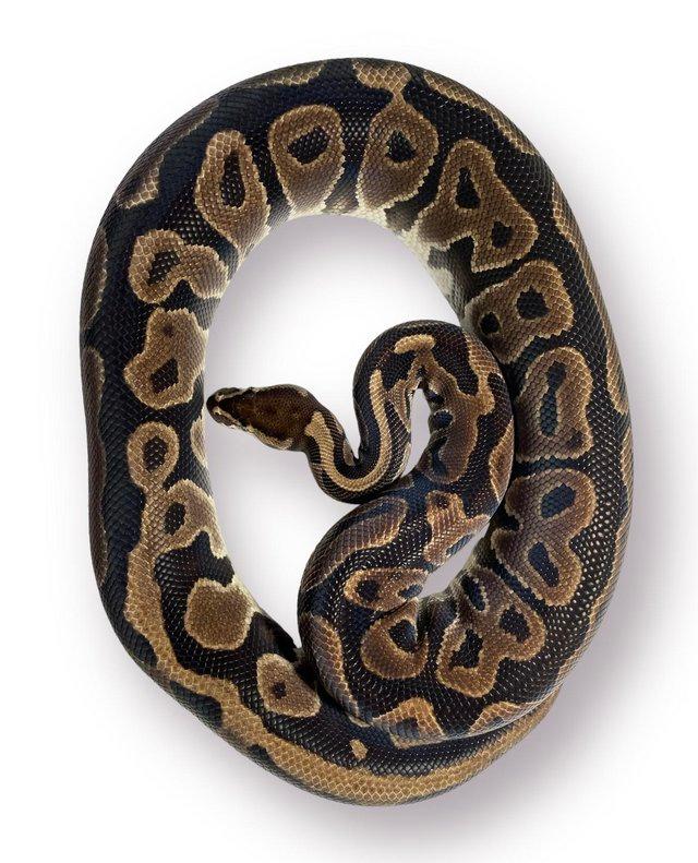 Preview of the first image of CB18 Female Leopard Het Red Axanthic Royal Python.