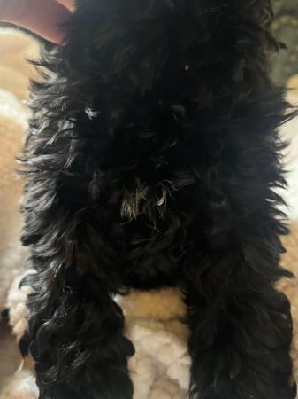 Image 3 of **Ready to leave now** black cockapoo boy