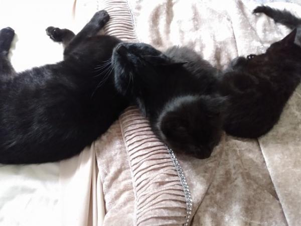 Image 7 of URGENT 2 beautifuI Black Fluffy kittens Ready To Collect