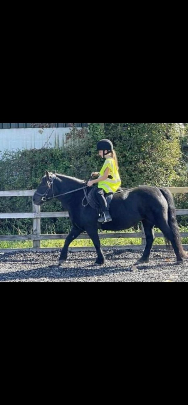 Preview of the first image of 12.2hh Shetland X Mare 13 Years.