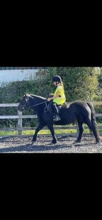 Image 1 of 12.2hh Shetland X Mare 13 Years