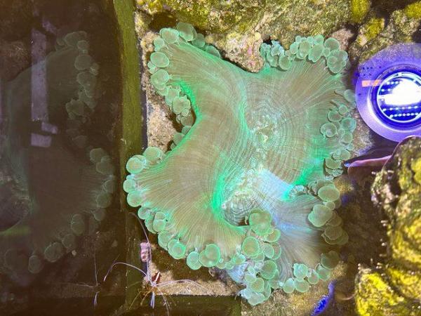 Image 10 of Complete Reef Tank setup for sale Retail over £7,000!