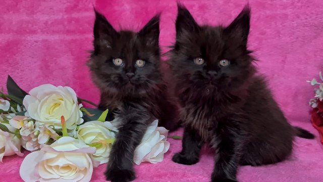 Image 24 of Gccf/ tica maine coon kittens microchipped and vaccinated