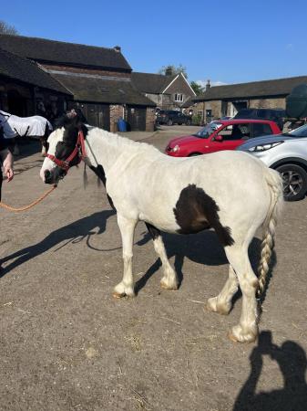 Image 2 of Welsh cob for sale 6 years old