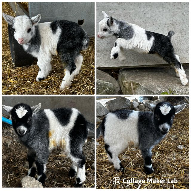 Preview of the first image of Adorable pygmy goat wethers.