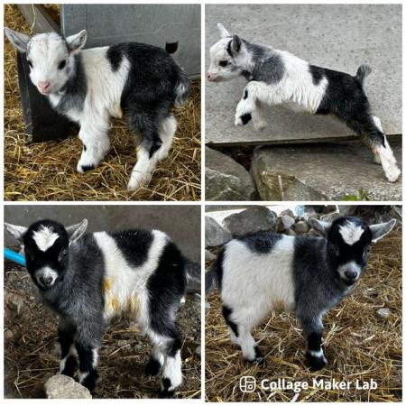 Image 1 of Adorable pygmy goat wethers