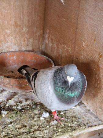 Image 3 of Raceing pigeons for sale