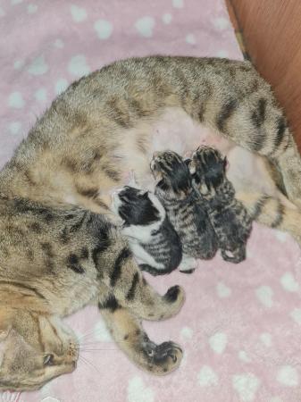 Image 12 of Beautiful Bengal cross kittens
