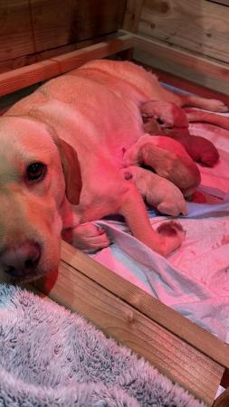 Image 3 of Labrador puppies for sale