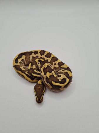 Image 1 of 2023 double het candy clown clutch for sale