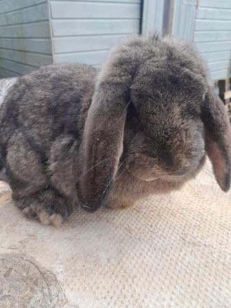 Image 3 of Beautiful male French lop rabbit