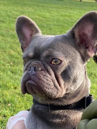 Image 3 of Ultra affectionate Female French Bull Dog 20 months