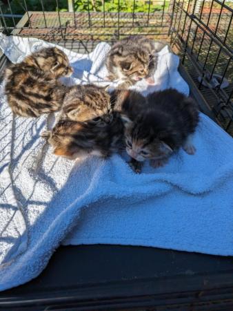 Image 5 of Litter of five  tortie tabby kittens
