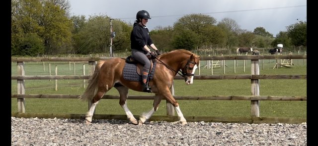 Image 2 of **REDUCED** Stunning Registered Section C Gelding