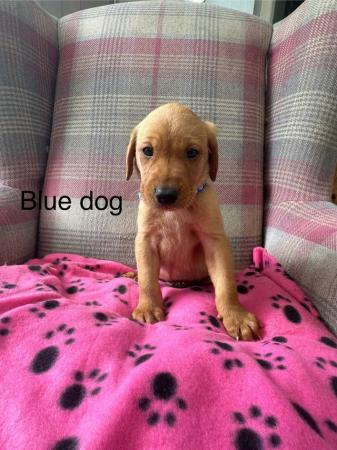 Image 6 of 6 beautiful red Labrador puppies for sale