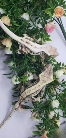 Image 1 of Beautiful Breeding Pair Of Crested Geckos With Free Exo Terr