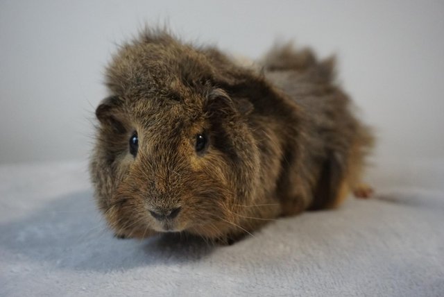 Preview of the first image of Ready now, male guinea pig.