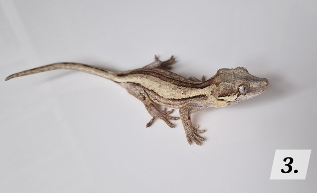 Preview of the first image of Cb23 gargoyle geckos for sale unsexed.