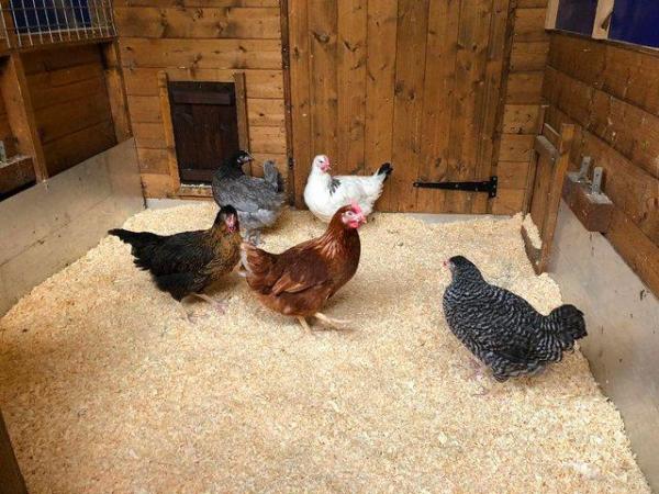 Image 2 of ## P.O.L HYBRID HENS FOR FOR SALE ##