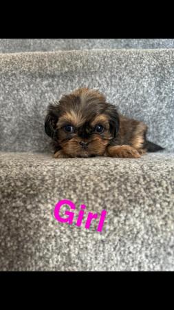 Image 6 of 4 beautiful shorkie puppies for sale