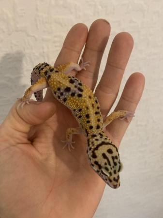 Image 3 of Leopard gecko hatchlings and young adults