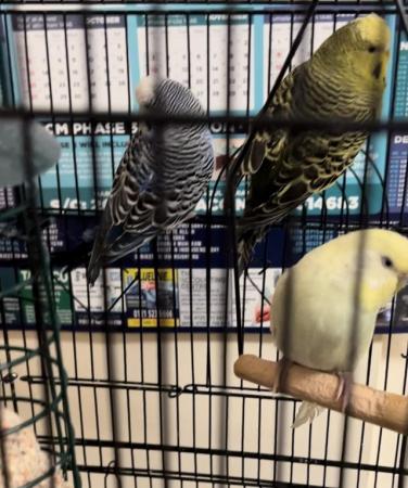 Image 4 of Budgies for sale with toys/feeders/drinkers