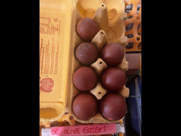 Image 3 of Welsummer Hatching Eggs
