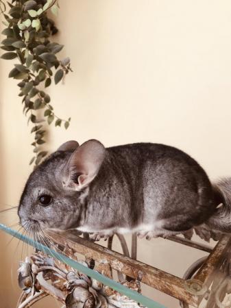 Image 2 of Chinchilla males for sale