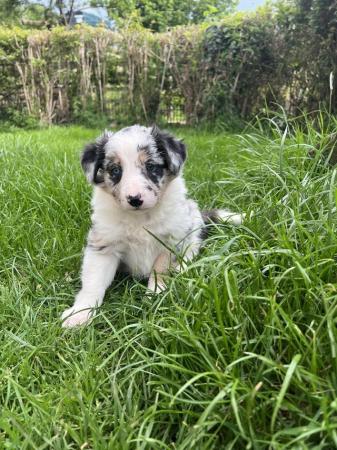 Image 1 of Border collie pups, ready from the 27th June