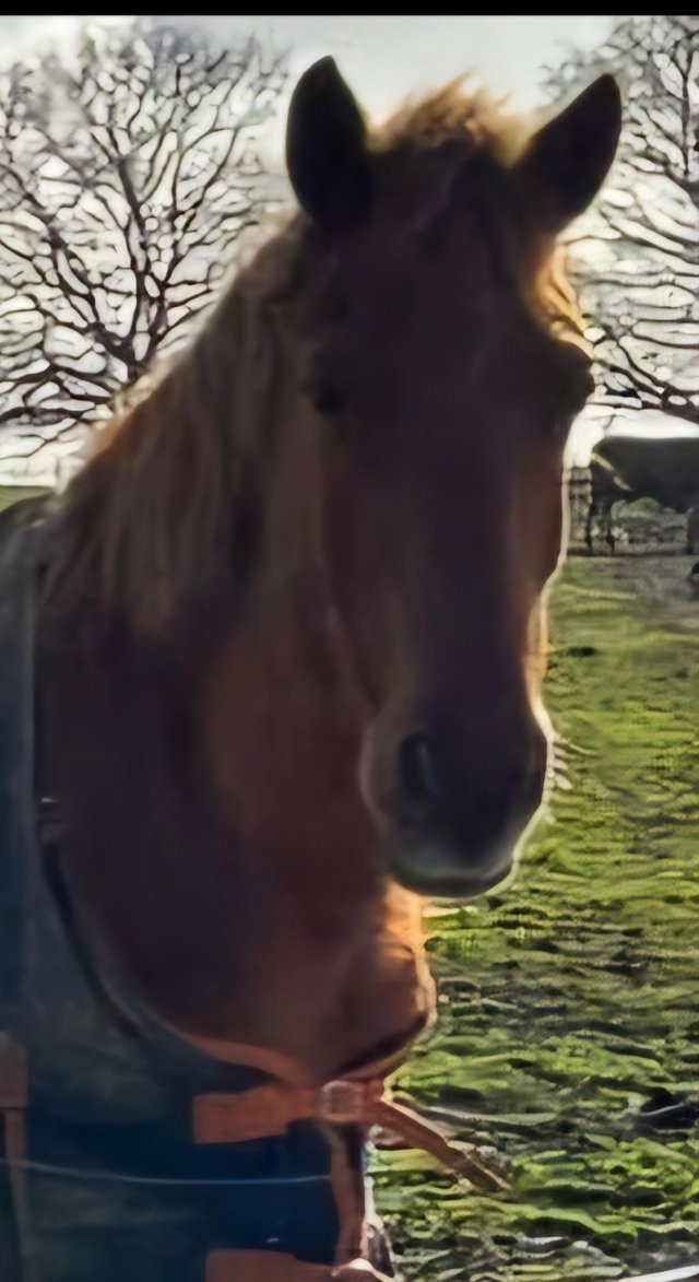 Preview of the first image of 14hh new forest pony for part or full loan.