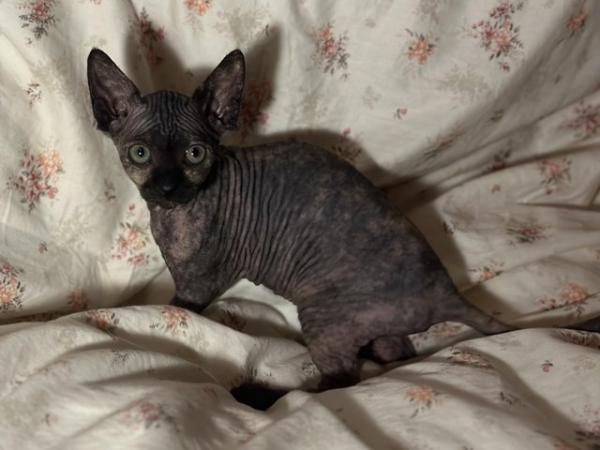 Image 6 of Sphynx kittens beautiful temperaments and colours