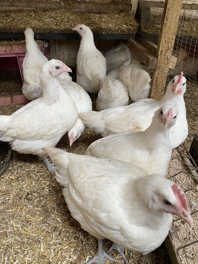 Preview of the first image of Pullets, various available..