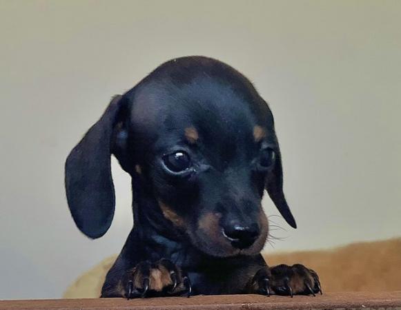 Image 4 of Gorgeous cream/black and tan miniature dachshund pups