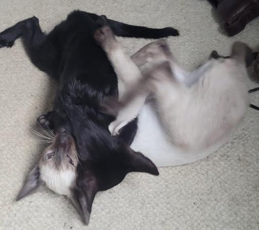 Image 6 of siamese and oriental kittens for sale
