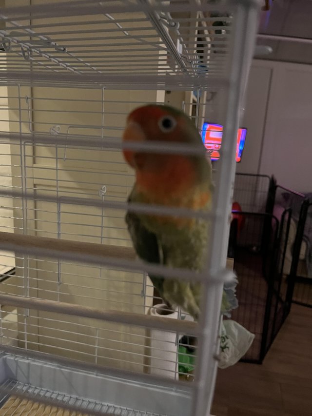 Preview of the first image of Male lovebird one year old.