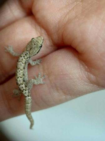 Image 1 of Baby mourning geckos for sale......