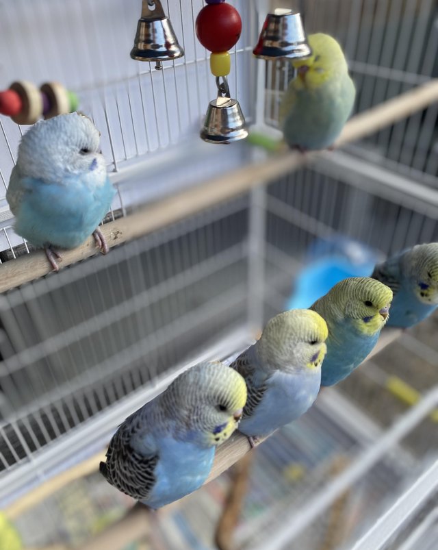 Preview of the first image of 16 weeks old baby budgies, all colours.